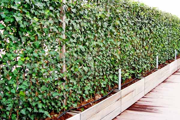 Hedera schutting plaatsen Amstelveen